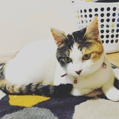 🐾 猫の里親を探しています 🐾