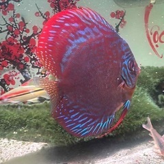 ディスカス
の画像