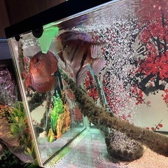 ディスカス
の画像