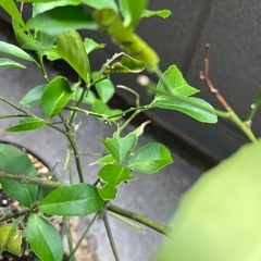 アゲハチョウの幼虫の画像