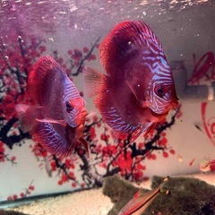 ディスカス
の画像
