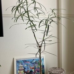 観葉植物　ブラキキトン　ボトルツリーの画像