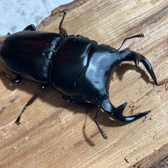 グランディスオオクワガタ81mmの画像