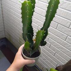 ダイウンカク ユーフォルビア 観葉植物の画像