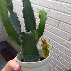 ダイウンカク ユーフォルビア 観葉植物の画像