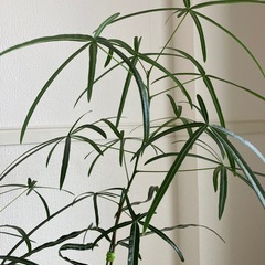 観葉植物　ブラキキトン　ボトルツリーの画像