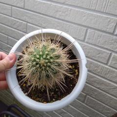 柱サボテン 観葉植物の画像