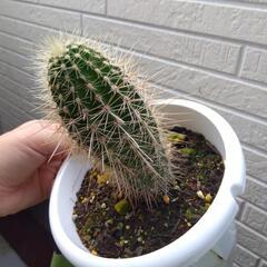 柱サボテン 観葉植物の画像