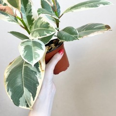 フィカス ティネケ ２本の画像