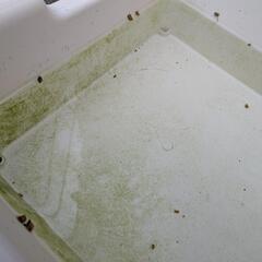 プラ容器🐟メダカ飼育に使用してた苔付き＆貝🐚付きの画像