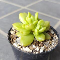多肉植物　リンゴ花　2025年8月23日の画像