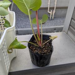 ルバーブ、ビクトリアの苗の画像