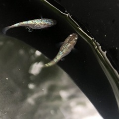 ネプチューン　メダカ　親子　約10匹くらいの画像