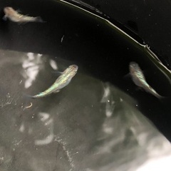ネプチューン　メダカ　親子　約10匹くらいの画像