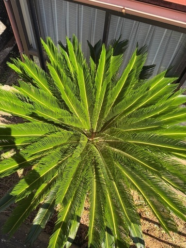 ソテツ