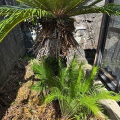 ソテツの画像