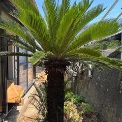 ソテツの画像