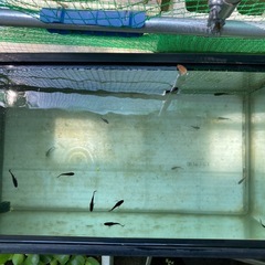オロチメダカ茶色ヒレ長 稚魚10匹無選別の画像