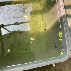 オロチメダカ茶色ヒレ長 稚魚10匹無選別の画像