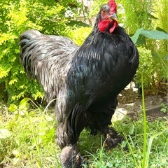 ブラマ♂ ニワトリ　世界最大の鶏　鳥　里親になってくださる方