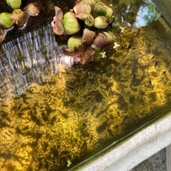 メダカ  ミッドナイトフリルショートダルマ稚魚の画像