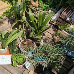 観葉植物ほかの画像