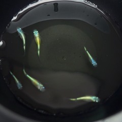 NEW✨高級メダカ【ネプチューン】ペア+1匹　出品の画像