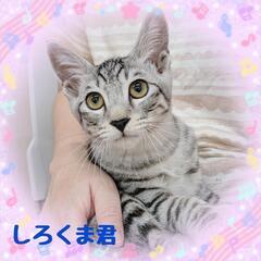 😺ご縁結ぶ🎀保護ニャン譲渡会🐾