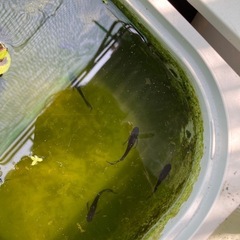 オロチメダカヒレ長の画像
