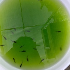 オロチメダカヒレ長の画像