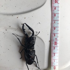 ノコギリクワガタの画像