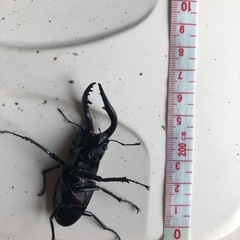 ノコギリクワガタの画像