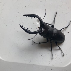ノコギリクワガタの画像