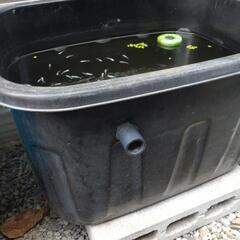 青蝶メダカ容器内全て黒タライセットの画像