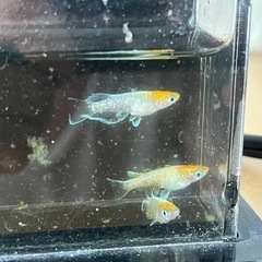 菊間めだか様直系　極上　鏡花菊トリオ産卵中　　めだか　メダカの画像