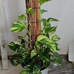 〖観葉植物〗ポトスタワーの画像