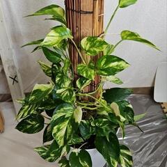〖観葉植物〗ポトスタワーの画像