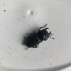 オオクワガタの画像