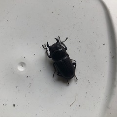 オオクワガタの画像