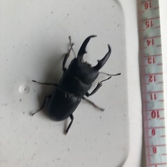 ヒラタクワガタの画像