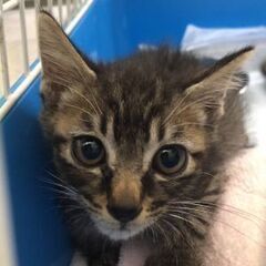 キジトラ・甘えん坊オス小猫