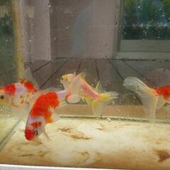 和金魚。錦東雲の画像