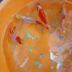 和金魚。錦東雲の画像
