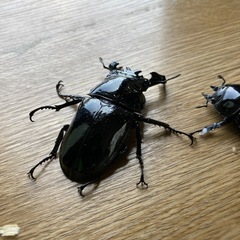 タランドゥスオオツヤクワガタペア①の画像