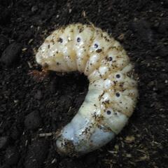 ヘラクレス、ヘラクレス幼虫の画像