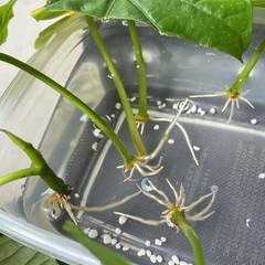 観葉植物　ウンベラータの画像