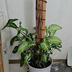 〖観葉植物〗シンゴニウム　支柱仕立ての画像