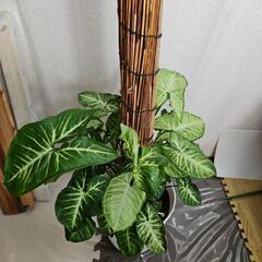 〖観葉植物〗シンゴニウム　支柱仕立ての画像