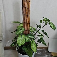 〖観葉植物〗シンゴニウム　支柱仕立ての画像