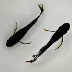 サタンレッドテール松井鰭長 メダカ  1ペア ＋1の画像